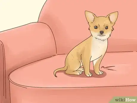 Imagen titulada Keep Pets off the Furniture Step 13