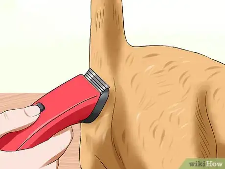 Imagen titulada Express a Cat's Anal Glands Step 3