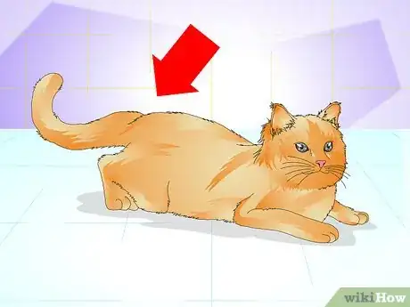 Imagen titulada Tell if a Cat Is Spayed Step 8