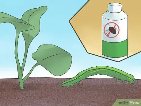 Imagen titulada Grow Cauliflower Step 7