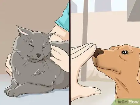 Imagen titulada Introduce a Cat to a Dog Step 2