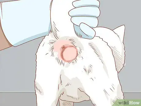 Imagen titulada Diagnose and Treat Hernias in Cats Step 12