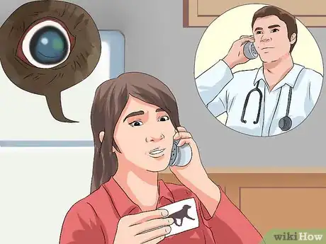 Imagen titulada Treat Eye Problems in Boston Terriers Step 19