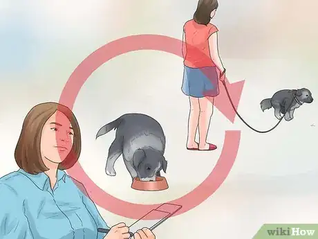 Imagen titulada Train Border Collies Step 24