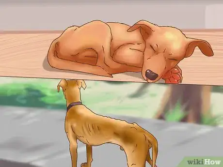 Imagen titulada Determine if You Should Euthanize Your Dog Step 1