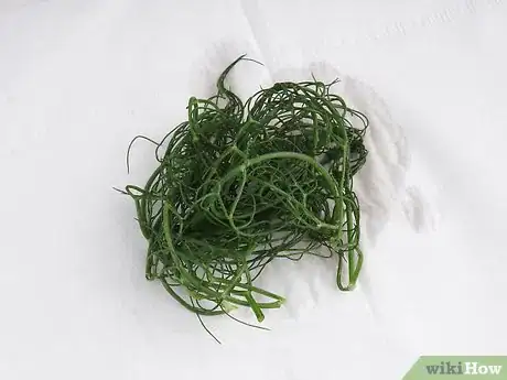 Imagen titulada Preserve Fennel Step 11