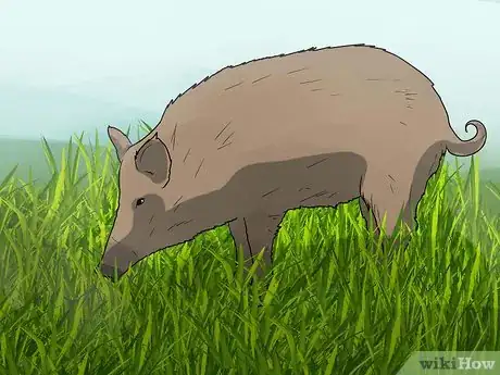 Imagen titulada Call the Hogs Step 6