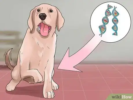 Imagen titulada Breed Dogs Step 6