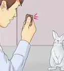 enseñarle a tu conejo a venir cuando lo llamas