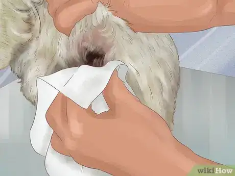 Imagen titulada Express a Dog's Anal Gland Step 15