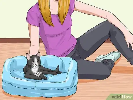 Imagen titulada Treat a Cat for Snakebite Step 11