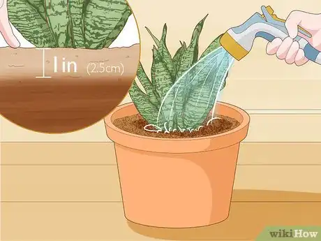 Imagen titulada Care for a Sansevieria or Snake Plant Step 9