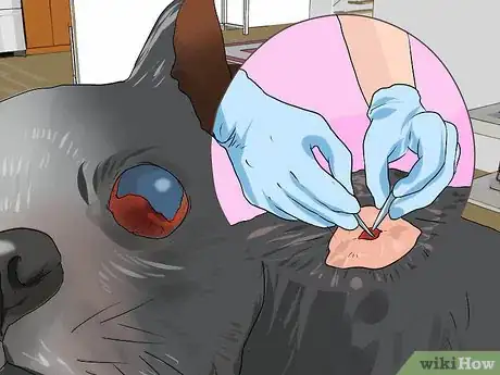 Imagen titulada Treat Eye Problems in Boston Terriers Step 12