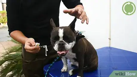 Imagen titulada Brush a Dog's Teeth Step 11