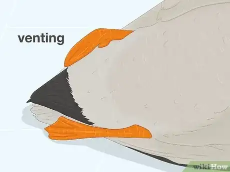 Imagen titulada Tell the Difference Between Male and Female Ducks Step 7