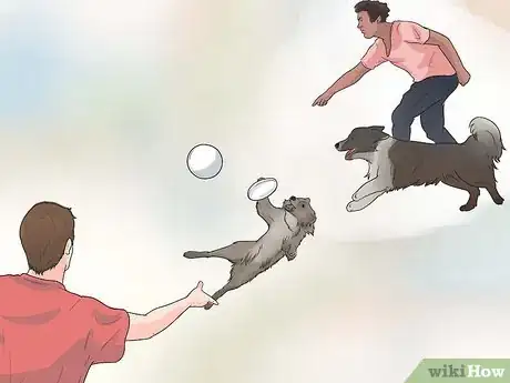 Imagen titulada Train Border Collies Step 17