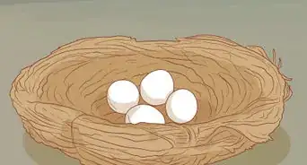 saber si un huevo de ave es infértil