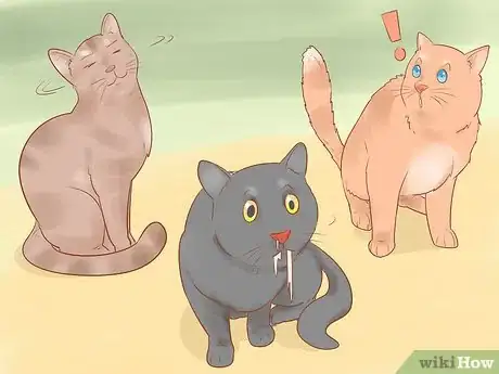 Imagen titulada Identify and Treat Liver Shunts in Cats Step 2