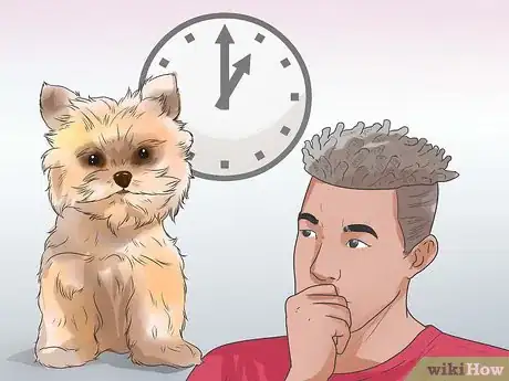 Imagen titulada Breed Yorkies Step 5