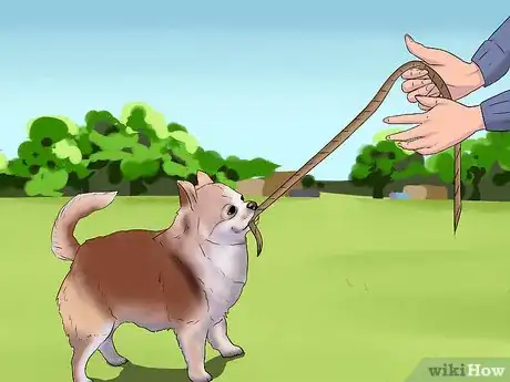 Imagen titulada Play with a Chihuahua Step 3