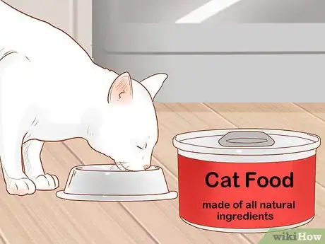 Imagen titulada Identify and Treat Liver Shunts in Cats Step 7
