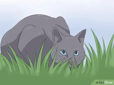 Imagen titulada Treat Coccidiosis in Cats Step 6