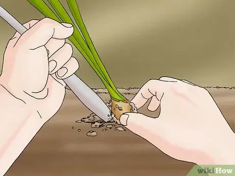 Imagen titulada Propagate Daffodils Step 3