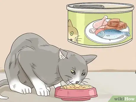 Imagen titulada Feed a Diabetic Cat Step 1
