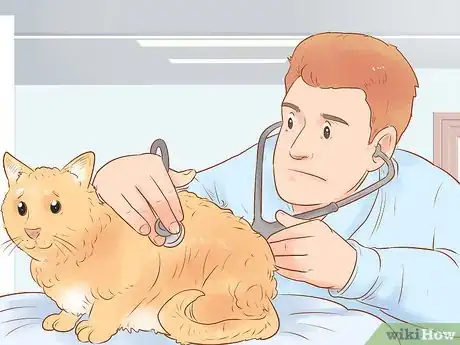 Imagen titulada Identify and Treat Liver Shunts in Cats Step 5