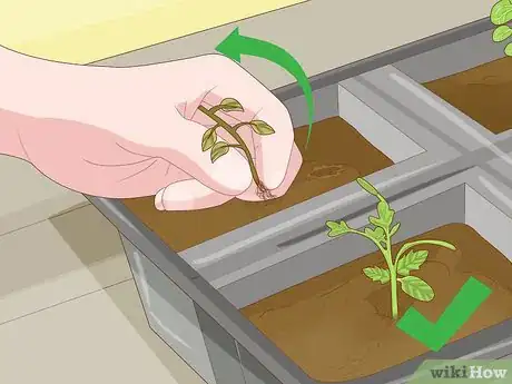 Imagen titulada Thin Out Seedlings Step 5