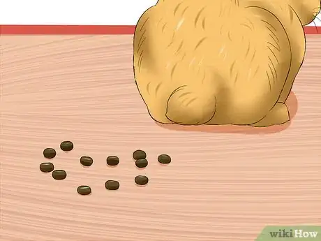 Imagen titulada Treat Digestive Problems in Rabbits Step 2