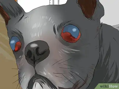 Imagen titulada Treat Eye Problems in Boston Terriers Step 10