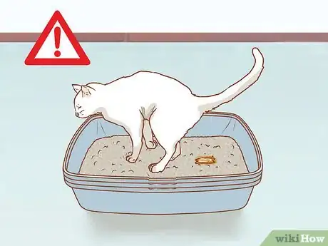 Imagen titulada Diagnose the Cause of a Swollen Abdomen in Cats Step 3