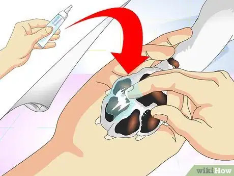 Imagen titulada Treat Dog Splinters Step 7
