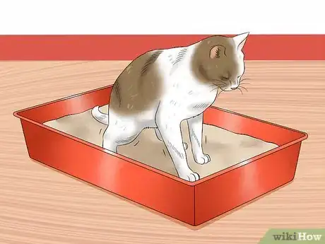 Imagen titulada Give a Cat an Enema at Home Step 1