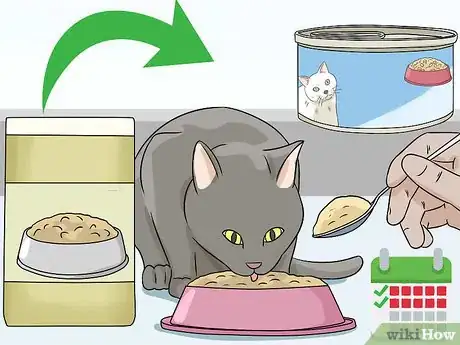 Imagen titulada Feed a Diabetic Cat Step 7