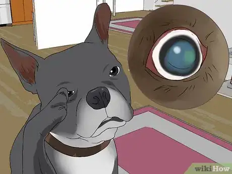 Imagen titulada Treat Eye Problems in Boston Terriers Step 14