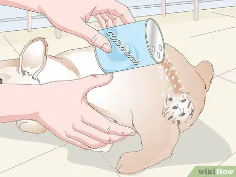 Imagen titulada Keep Your Rabbit's Fur Clean and Untangled Step 4