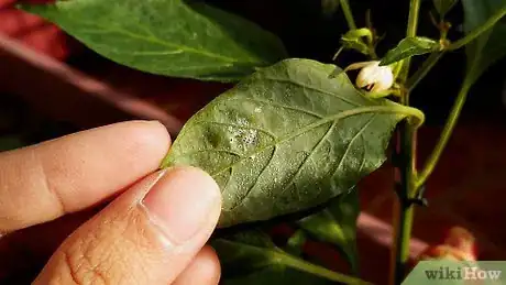 Imagen titulada Make a Natural Insecticide Step 4