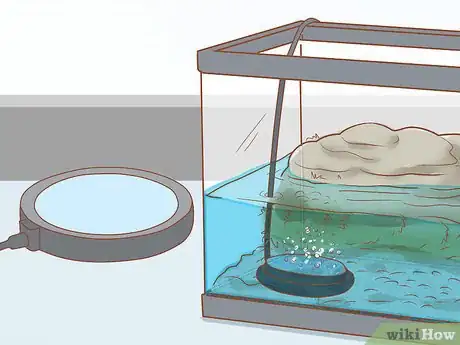 Imagen titulada Take Care of Baby Water Turtles Step 8