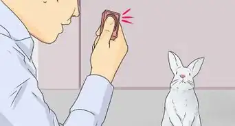 enseñarle a tu conejo a venir cuando lo llamas