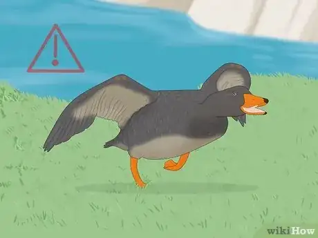 Imagen titulada Tell the Difference Between Male and Female Ducks Step 6
