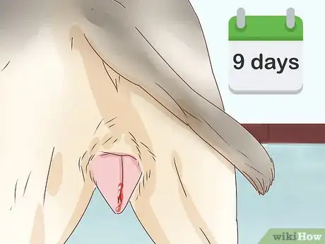 Imagen titulada Know if a Female Dog Is Fertile Step 6