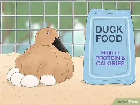 Imagen titulada Care for a Pet Duck Step 3