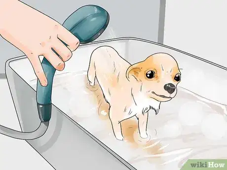 Imagen titulada Care for Your Chihuahua Step 7
