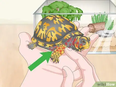 Imagen titulada Care for an Eastern Box Turtle Step 20