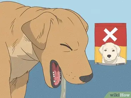 Imagen titulada Care for a Sick Dog Step 4