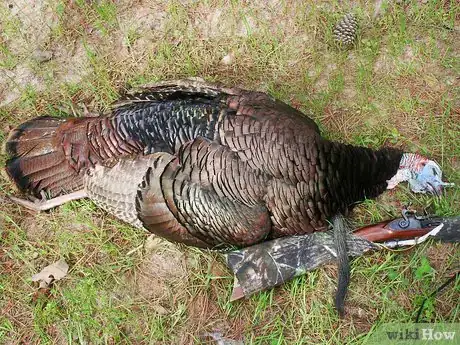 Imagen titulada Butcher and Remove the Pin Feathers of a Turkey Step 1