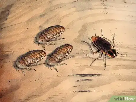 Imagen titulada Breed Feeder Roaches Step 2
