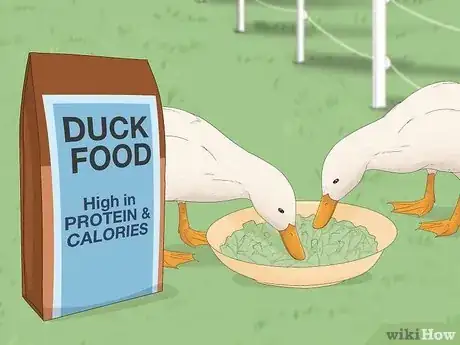 Imagen titulada Care for a Pet Duck Step 2